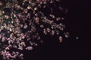 ../galleries/2025.03.25_Blüten_in_der_Nacht/DSC_4849.thumbnail.jpg