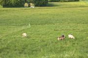 ../galleries/2025.05.12_Wanderung_Niederrod/DSC_5054.thumbnail.jpg