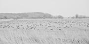 ../galleries/2026.04.13_Urlaub_Föhr_-_Tag_5_-_Anbaden,_Oldsum/DSC_6512.thumbnail.jpg