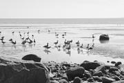 ../galleries/2026.04.16_Urlaub_Föhr_-_Tag_8_-_Wanderung_am_Strand_nach_Goting/DSC_6623.thumbnail.jpg