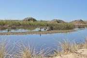 ../galleries/2026.04.22_Urlaub_Föhr_-_Tag_14_-_Amrum/DSC_6815.thumbnail.jpg